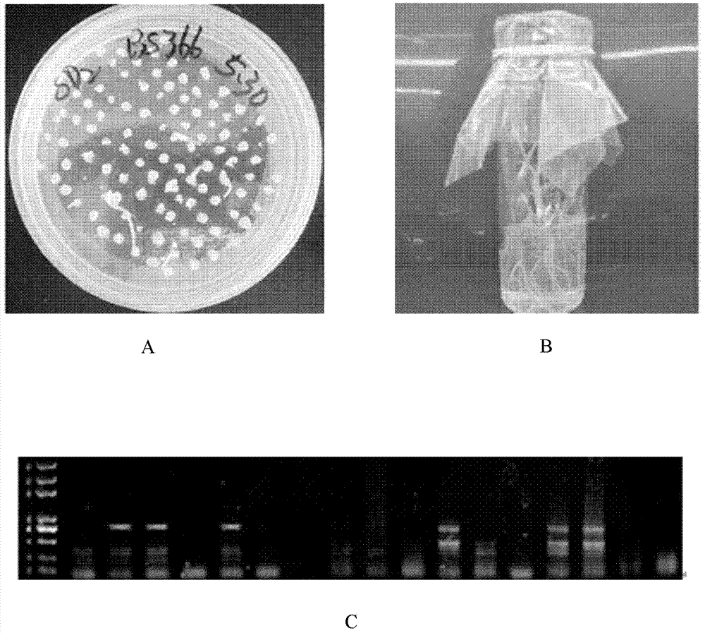 Relevant protein TaAOC for regulating and controlling cracking of plant anther as well as gene and application thereof