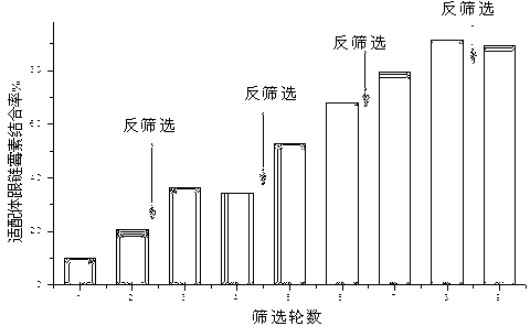 DNA aptamer specifically recognizing streptomycin and application of DNA aptamer