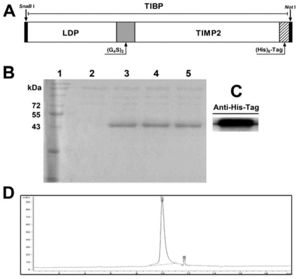 Preparation and application of a class of antineoplastic drugs based on matrix metalloproteinase tissue inhibitor-2