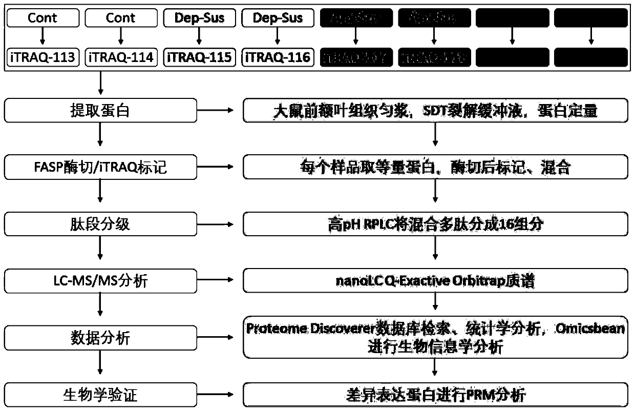 Method for researching proteome change of rat suffering from depression or anxiety based on proteomics