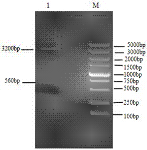 Application of recombinant protein of pathogenic gene vapa of Rhodococcus equi