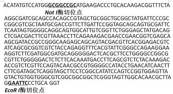 Application of recombinant protein of pathogenic gene vapa of Rhodococcus equi