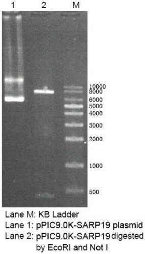 Antibacterial application of a gene hdiv-sarp19-i1 and its recombinant protein