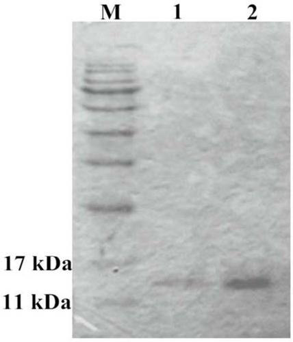 Antibacterial application of a gene hdiv-sarp19-i1 and its recombinant protein