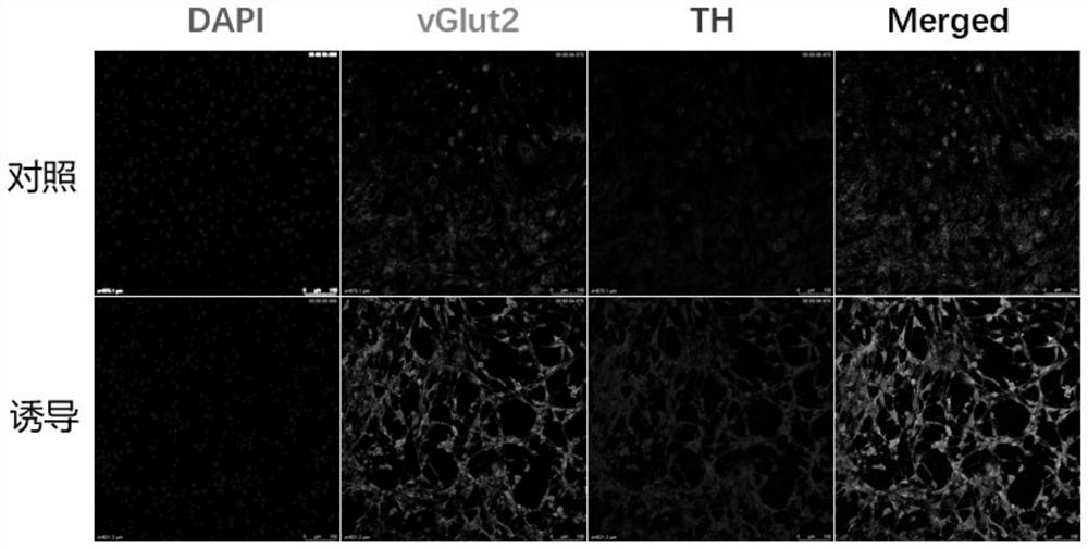 Application of frontal bone mesenchymal stem cells in treatment and/or prevention of animal traumatic brain injury