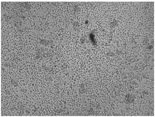 Novel NKT cell culture method