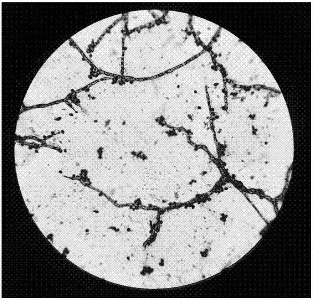 Purpureocillium lilacinum and application thereof