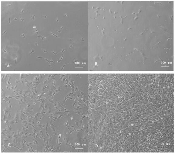 Efficient separation and purification method of sheep skeletal muscle satellite cells