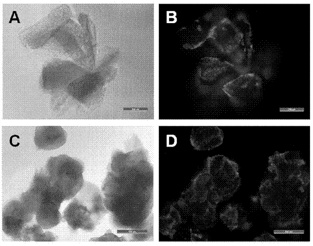 Amniotic membrane microcarrier capable of simulating niche microenvironment for growth of epidermal stem cells and skin substitute thereof