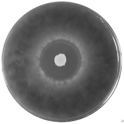 Microbial flora for preventing and treating wheat scab and separation method thereof