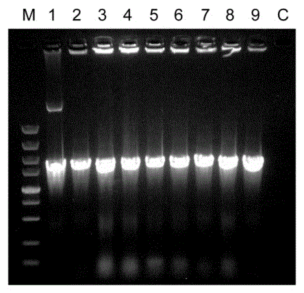 Transgenic agrobacterium strain for expressing recombined human albumin genes in plants