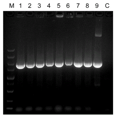 Transgenic agrobacterium strain for expressing recombined human albumin genes in plants