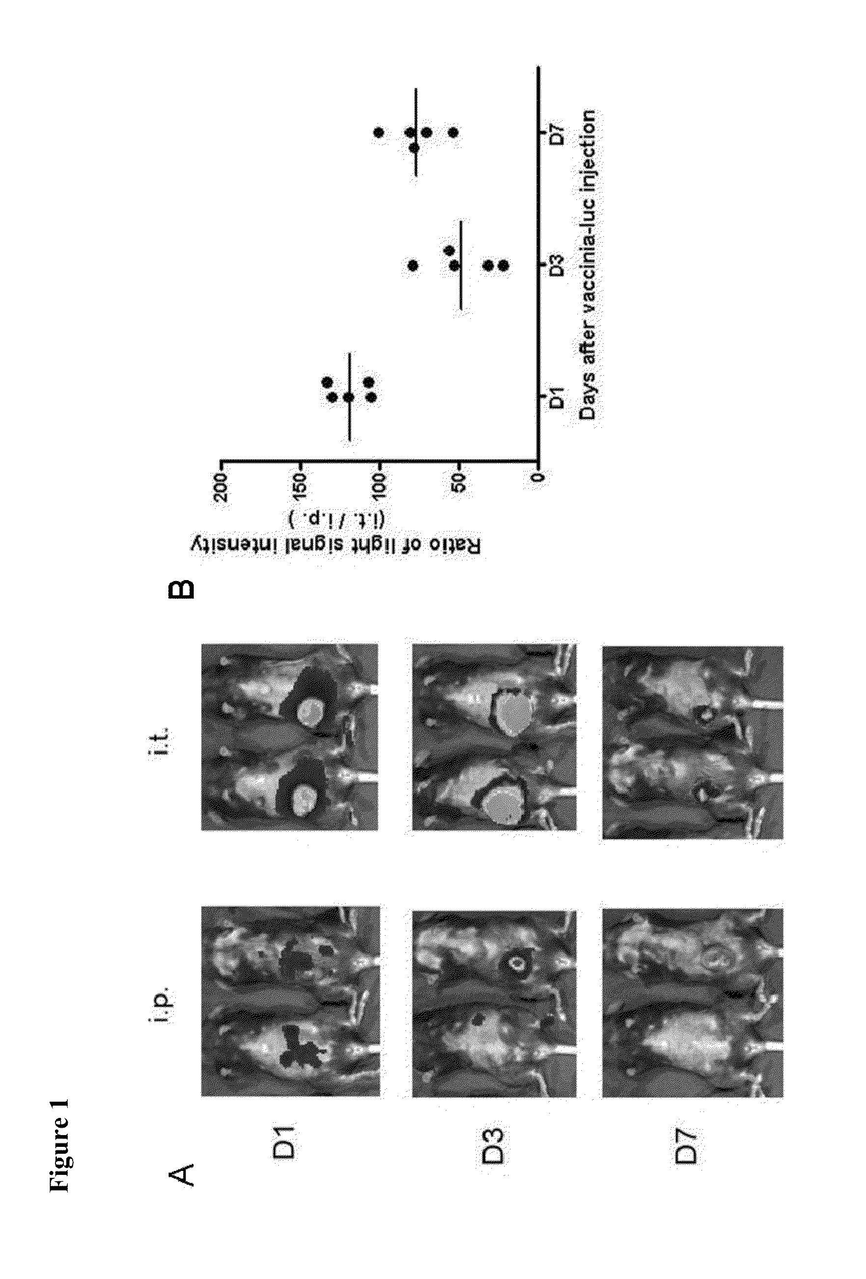 Compositions and methods for enhancing antigen-specific immune responses