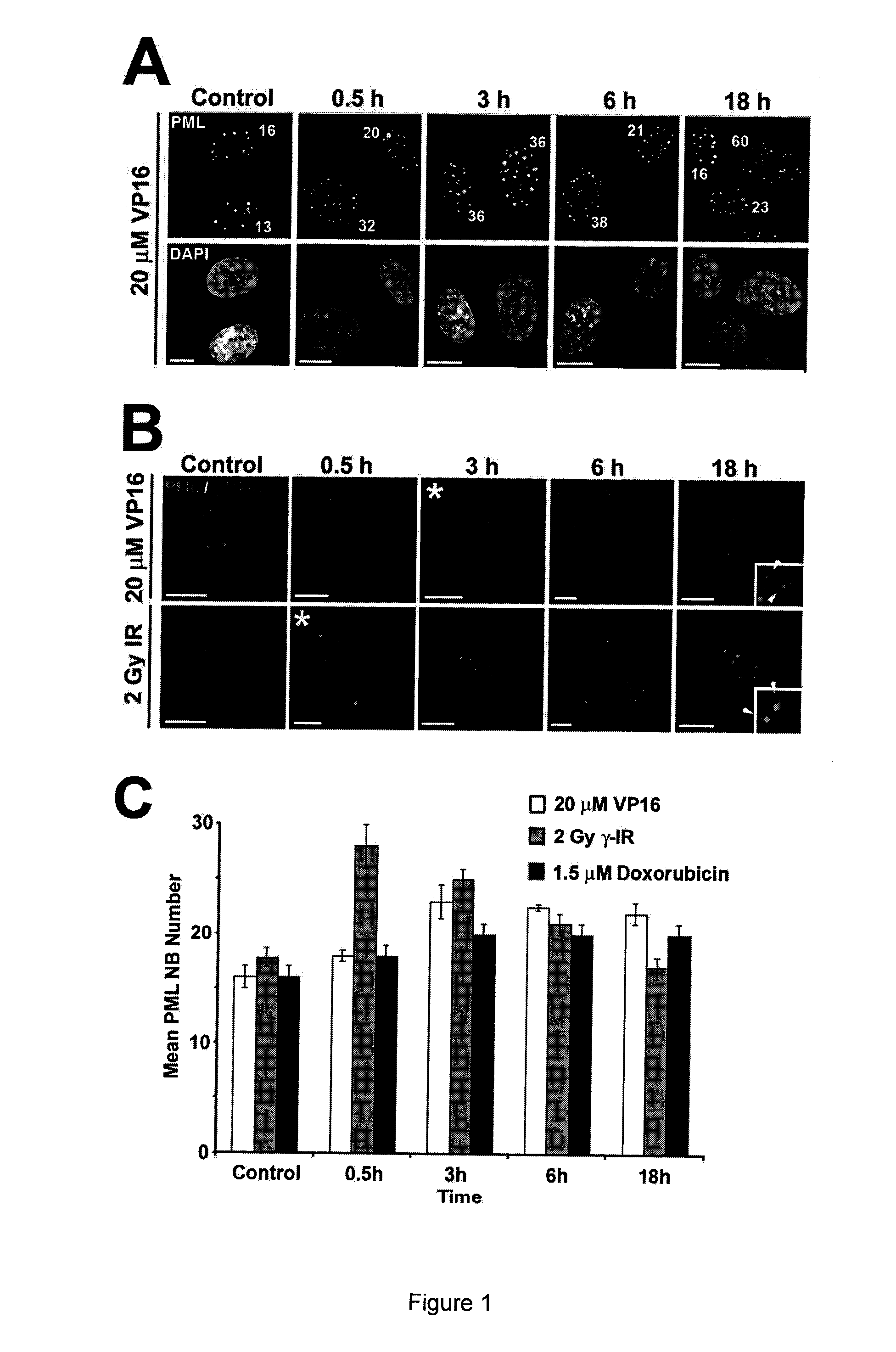 Methods for measuring cell response to DNA damaging agents using promyelocytic leukemia protein nuclear bodies