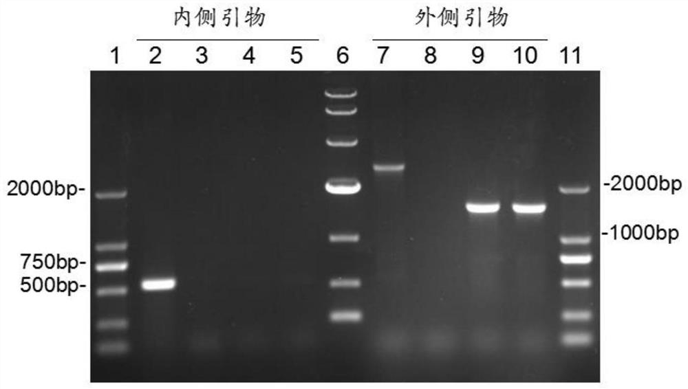 A kind of endogenous l-asparaginase II gene knockout host bacteria, its preparation method and application