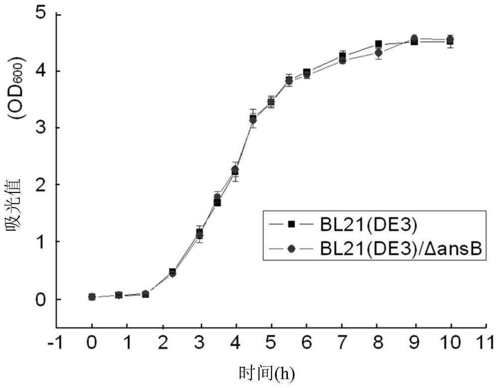 A kind of endogenous l-asparaginase II gene knockout host bacteria, its preparation method and application