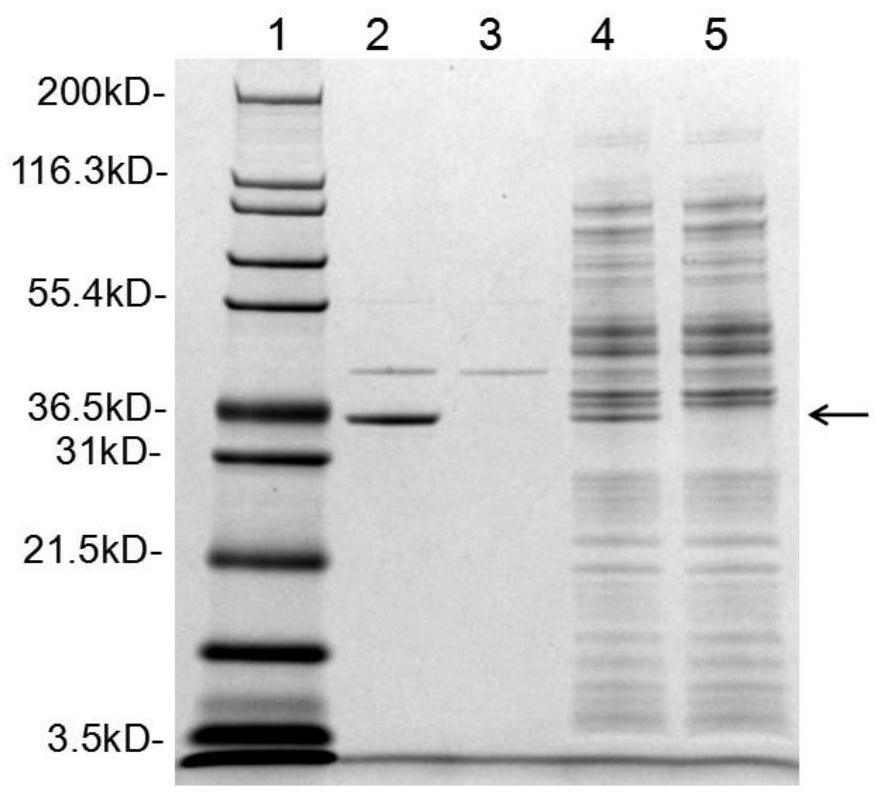 A kind of endogenous l-asparaginase II gene knockout host bacteria, its preparation method and application