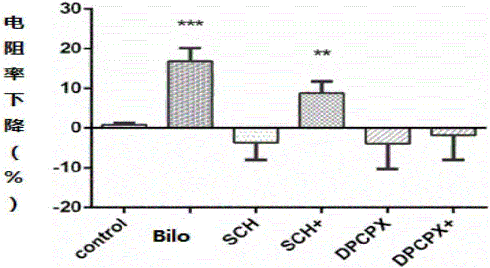 Application of bilobalide as synergist in preparation of drug for preventing cranial nerve injury diseases