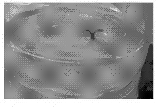 Method for performing in-vitro culturing and rapid propagating on bergenia crassifolia