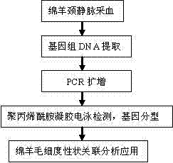 Method for selecting molecular marker for indicating and identifying sheep wool fiber diameters