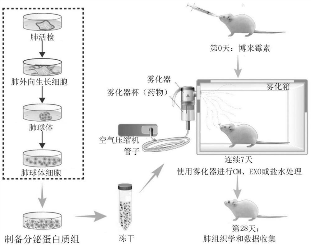 Therapeutic lung repair by inhalation of lung spheroid cell-secreted factors