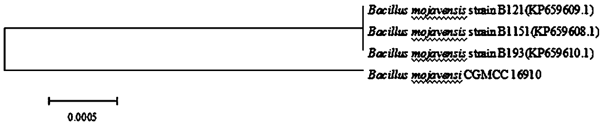 Preparation method of direct fermentation agent of high-yield acetoin and aromatized mohevea bacillus and application of direct fermentation agent in production of Shanxi mature vinegar