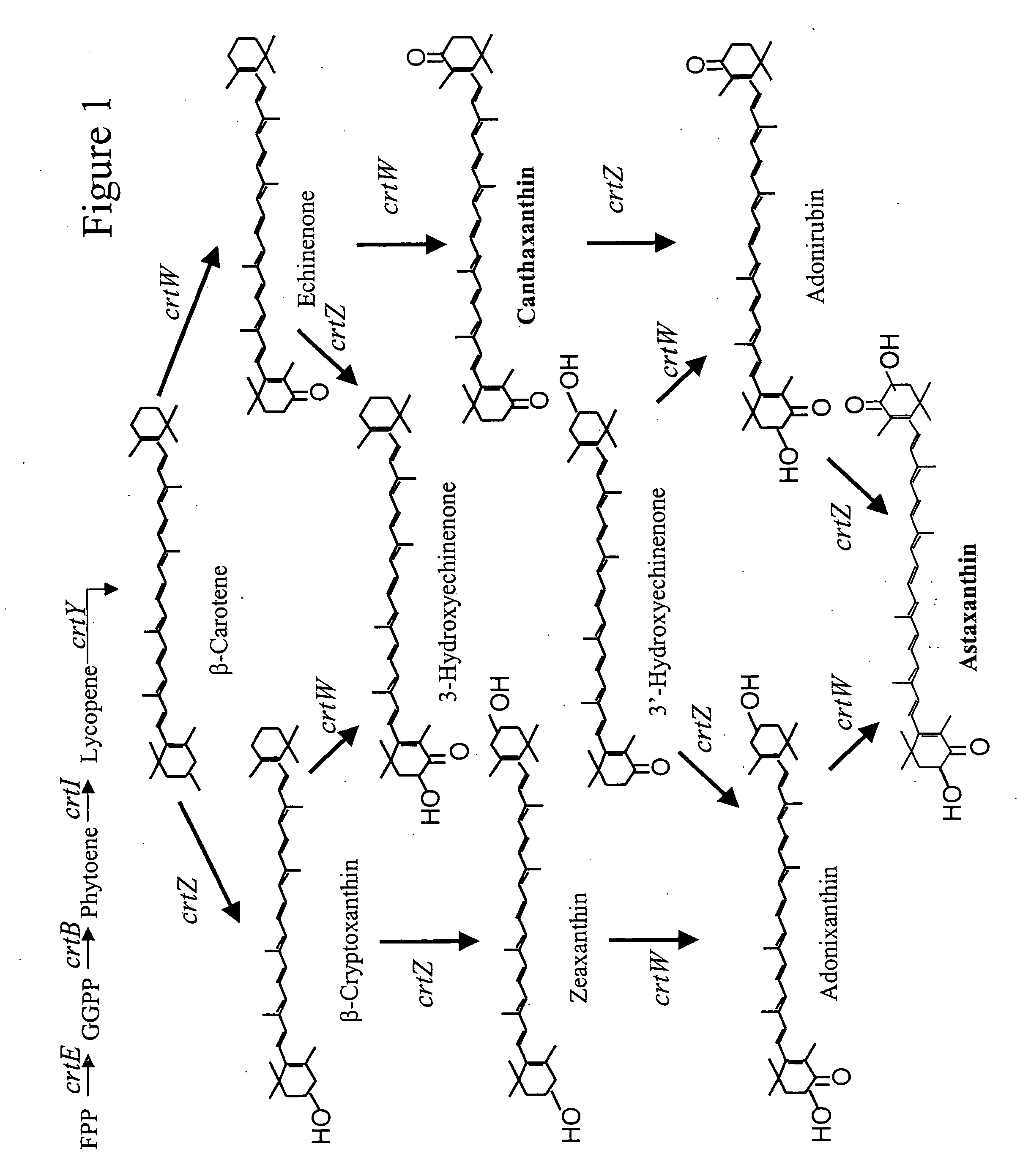 Novel carotenoid ketolases