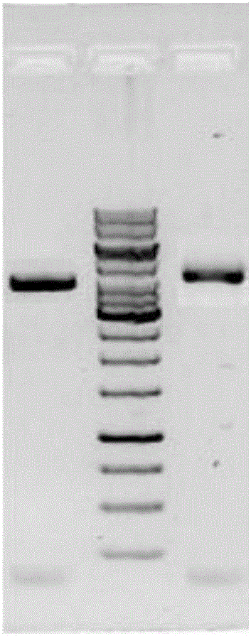 A pla2r-thsd7a fusion protein and its application and kit