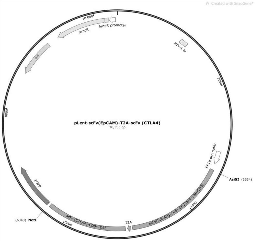 Encoding gene of anti-EpCAM chimeric antigen receptor, preparation method of encoding gene, plasmid with gene, immune cell and application of encoding gene