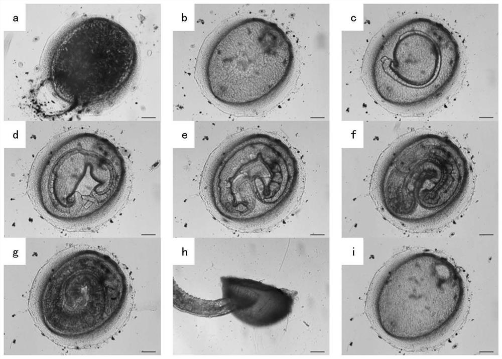 A method of artificially cultivating seawater leeches using the damselfish