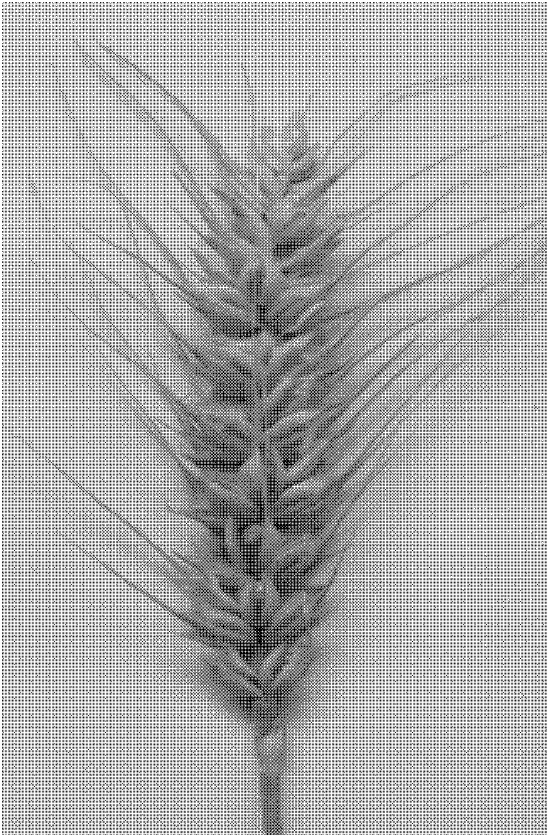 Method for obtaining transgenic wheat by impregnating young ears through agrobacterium tumefaciens