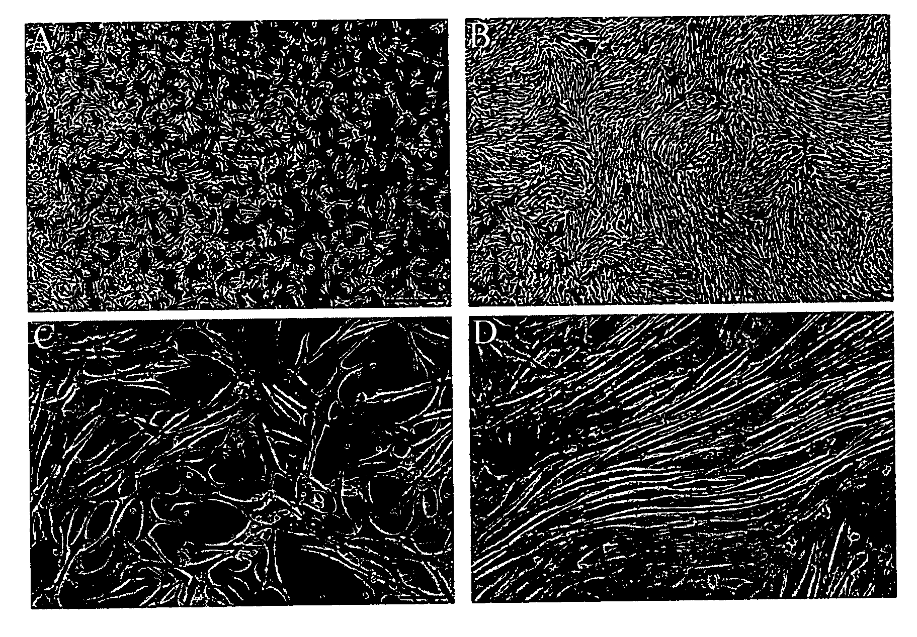 Proliferative Primary Human Sertoli Cell Cultures And Their Applications