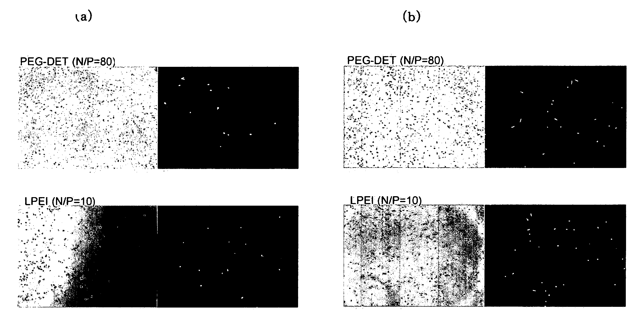 Polycationically Charged Polymer and the Use of the Same as a Carrier for Nucleic Acid