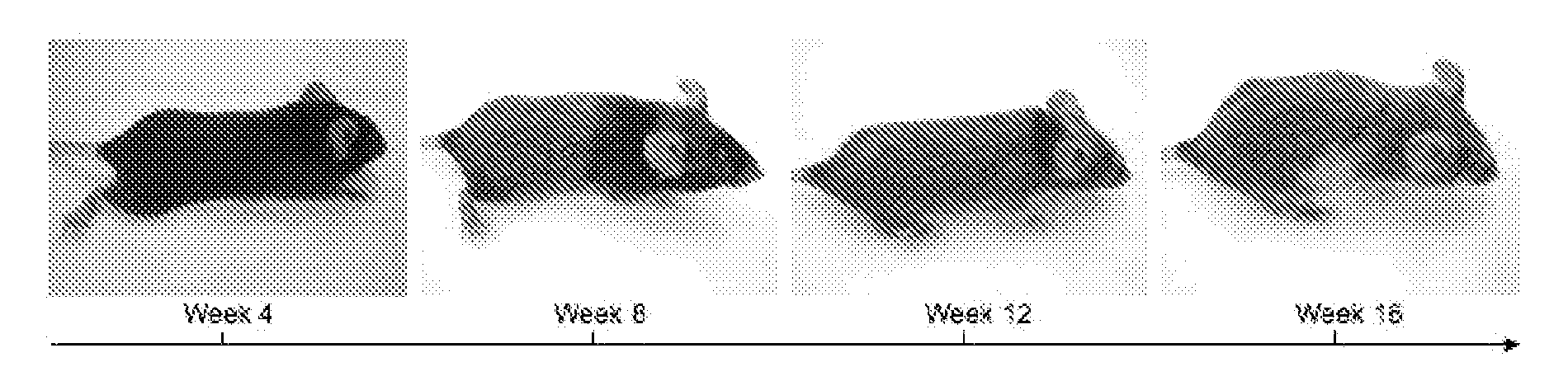 Compositions and Methods for Preventing and Treating Hair Growth Cycle-Related Conditions