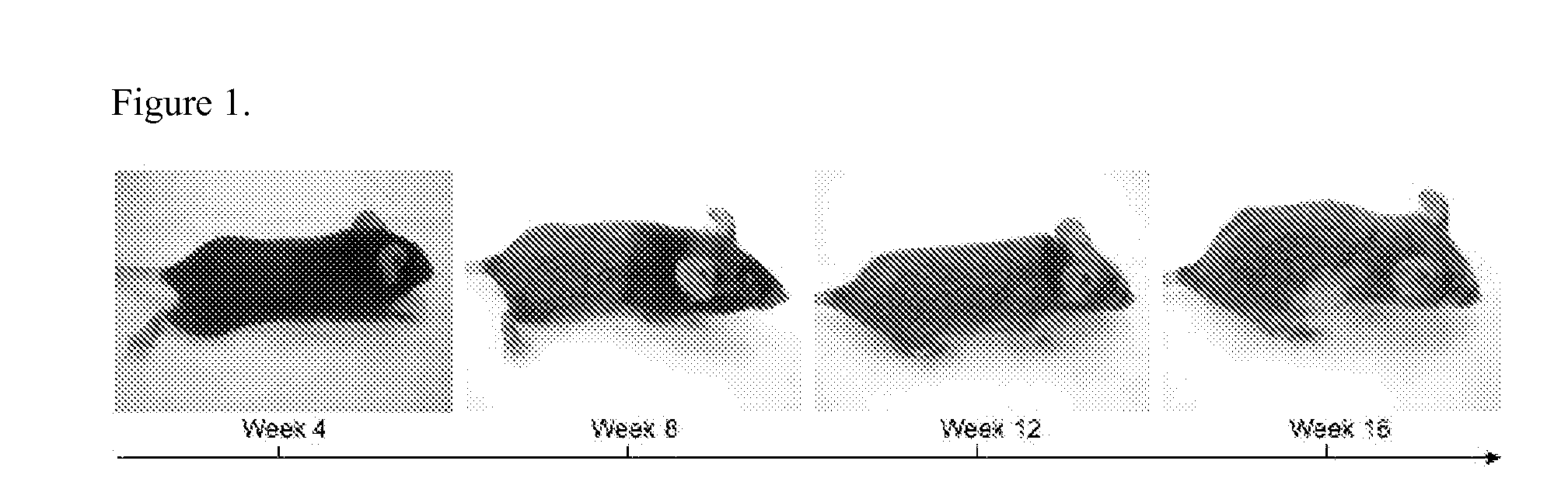 Compositions and Methods for Preventing and Treating Hair Growth Cycle-Related Conditions