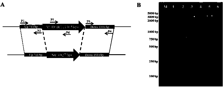 Deinococcus radiodurans DNA transmethylase