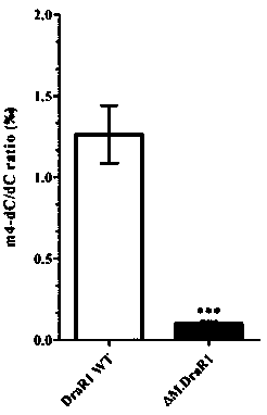 Deinococcus radiodurans DNA transmethylase