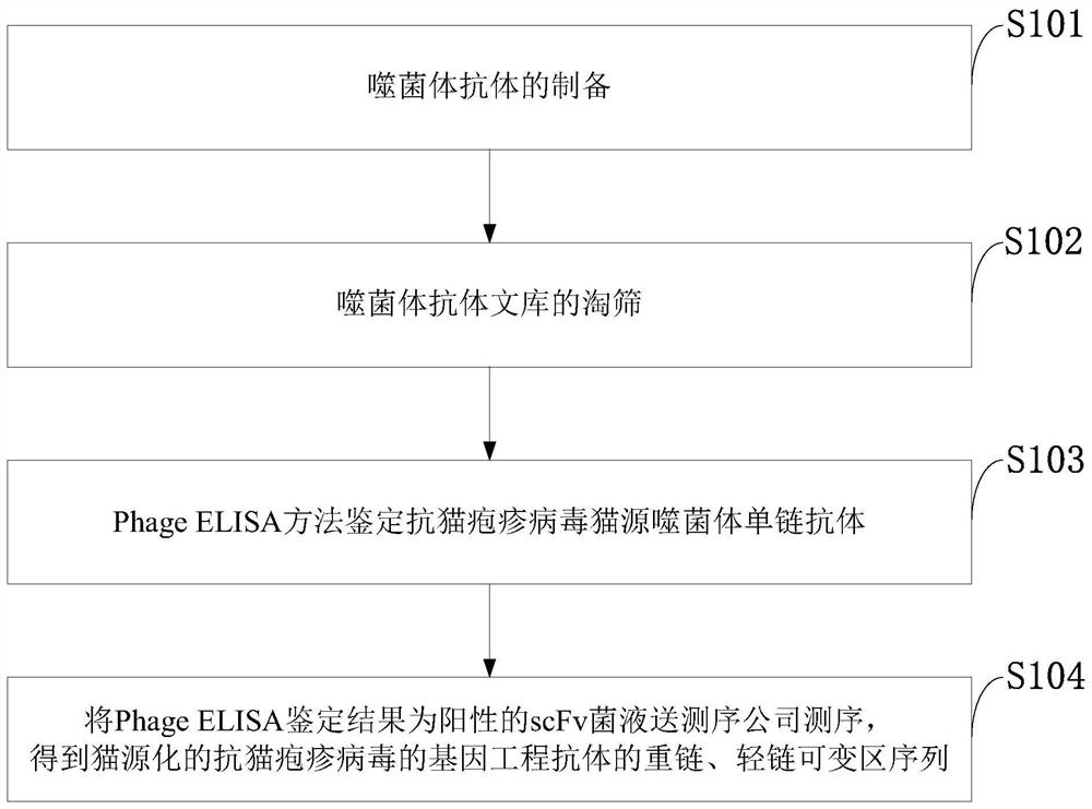 Feline herpes virus antibody sequence, tetrapeptide chain molecule and immunoglobulin molecule