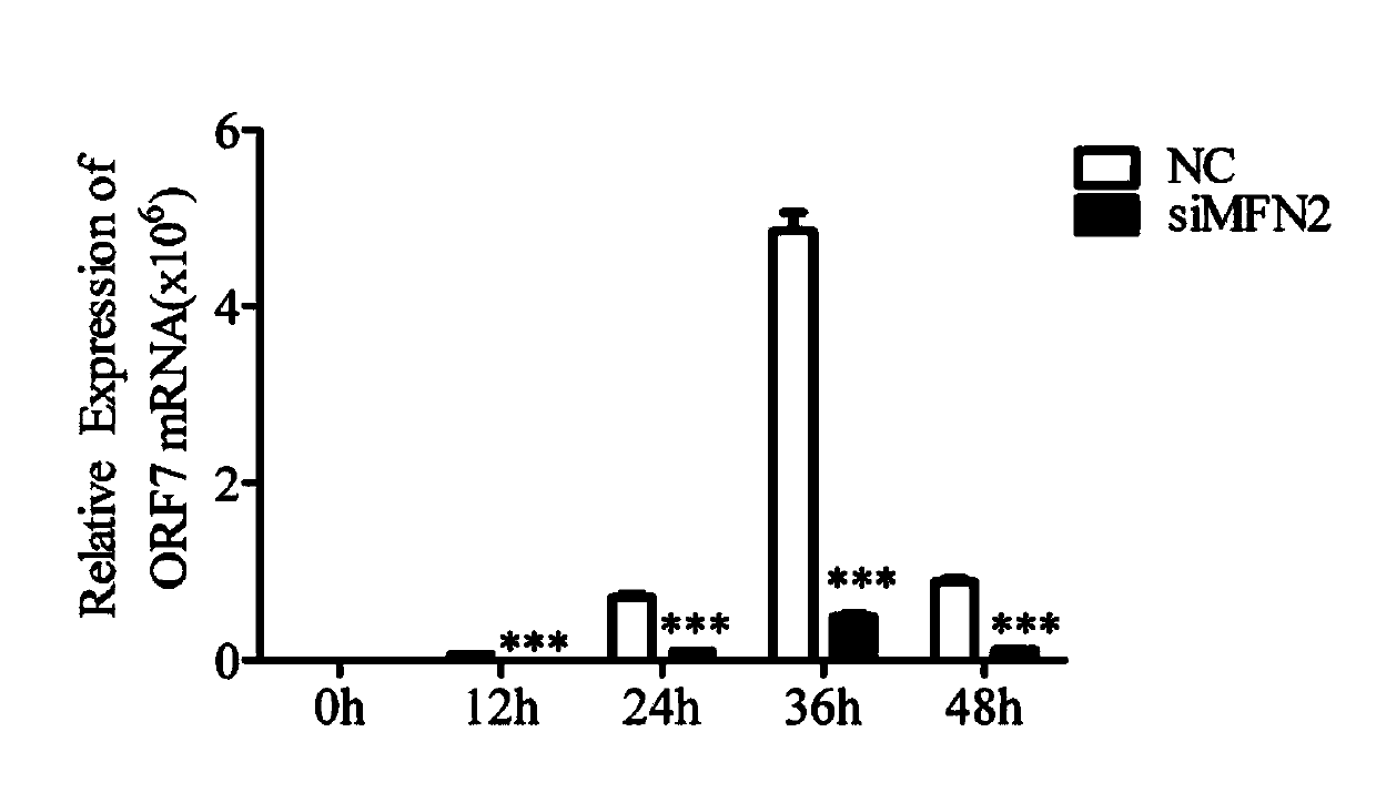 Interference fragment for inhibiting porcine reproductive and respiratory syndrome viruses