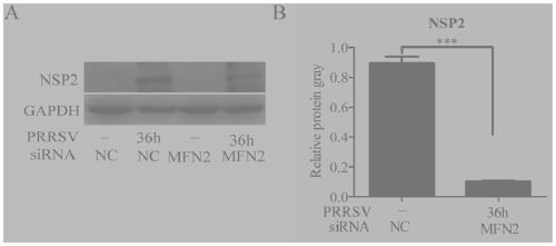 Interference fragment for inhibiting porcine reproductive and respiratory syndrome viruses