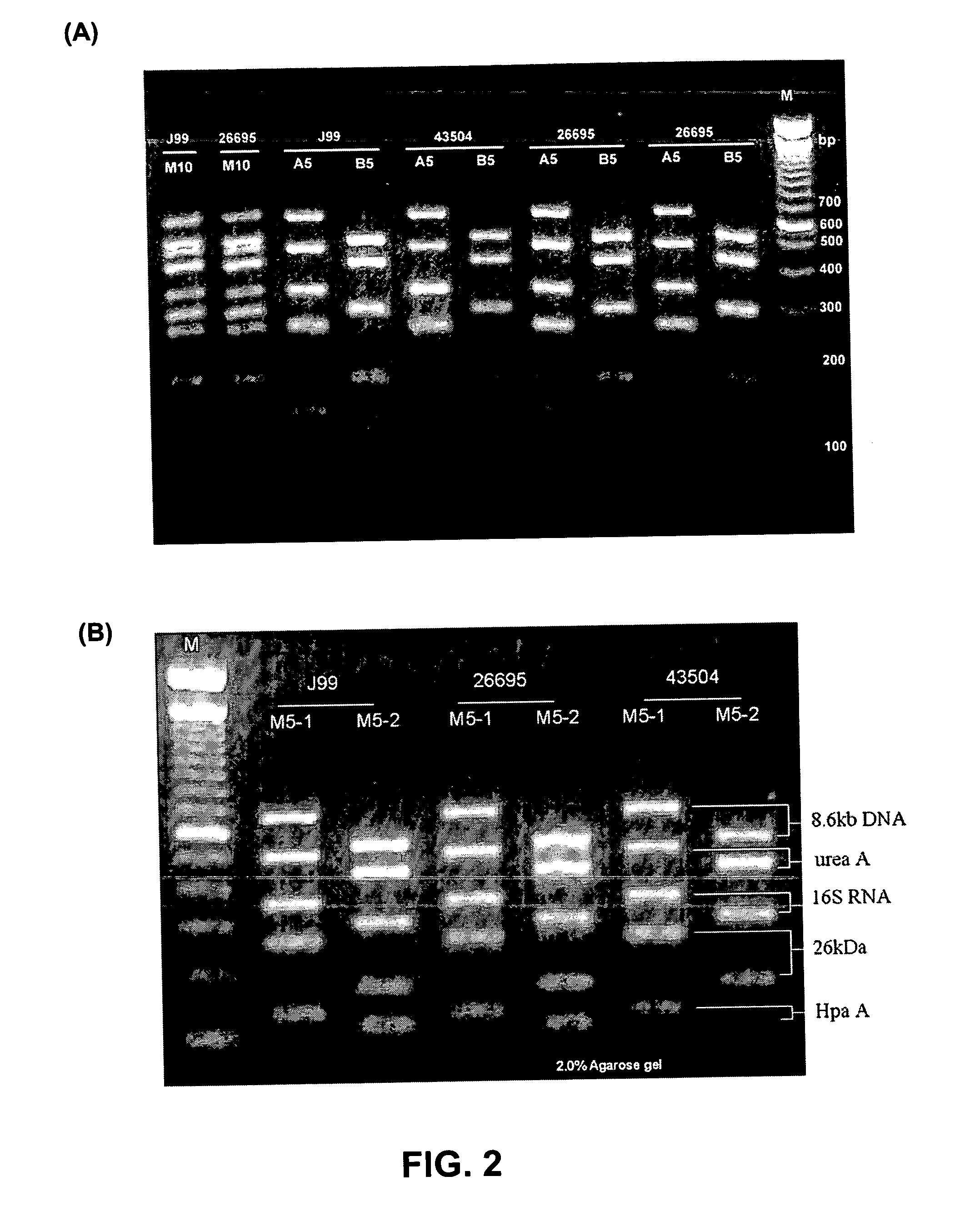 Methods and compositions to detect bacteria using multiplex PCR