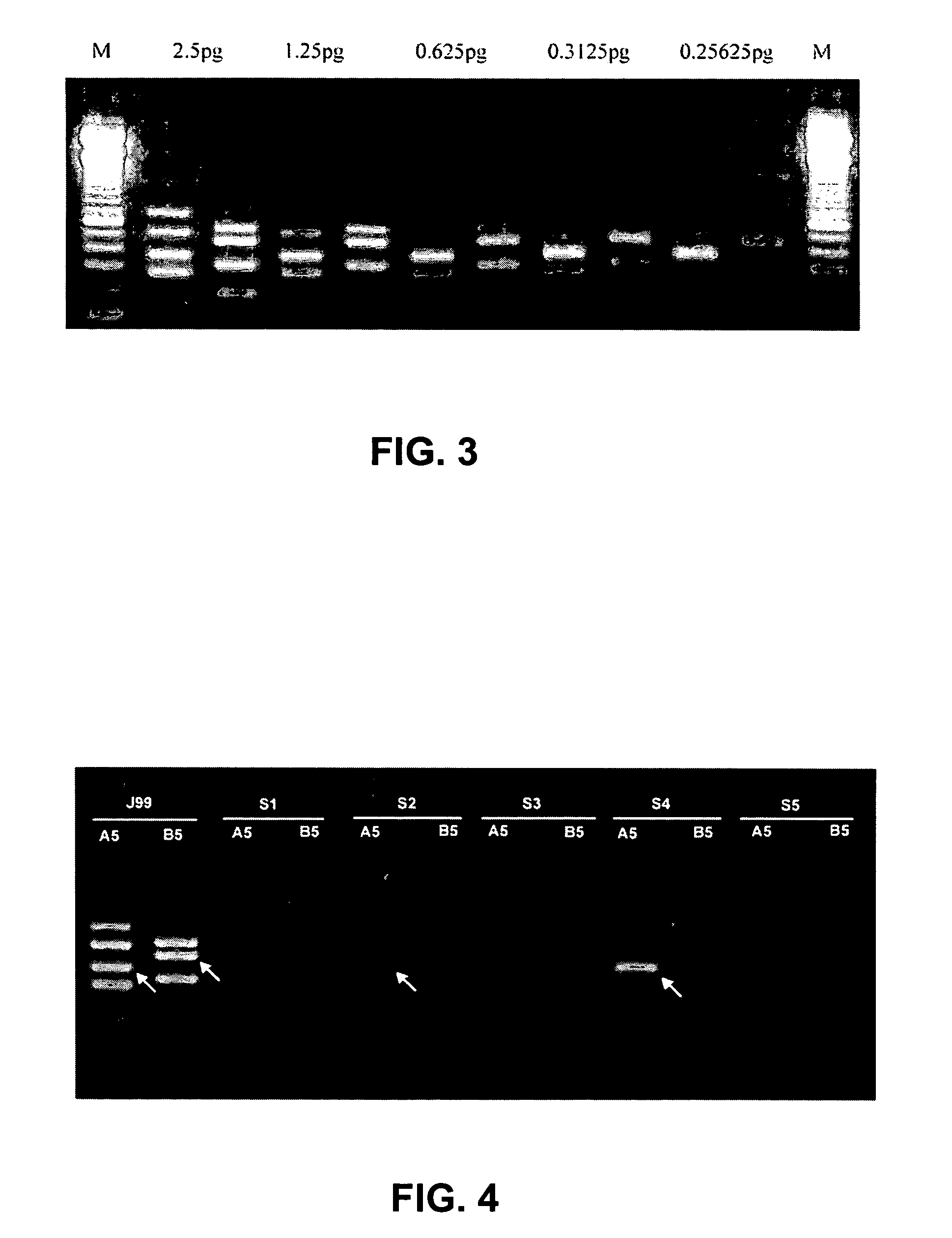 Methods and compositions to detect bacteria using multiplex PCR