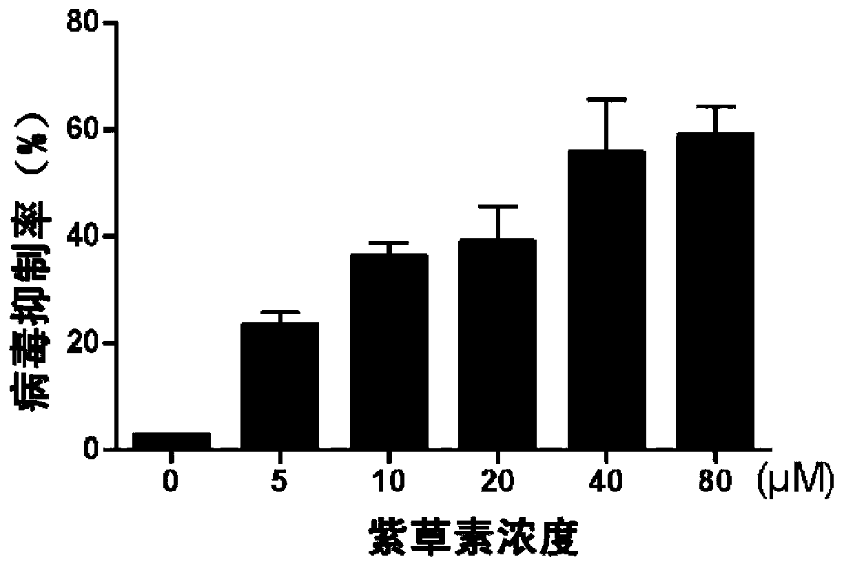 Application of shikonin to preparation of rotavirus infection resisting drugs