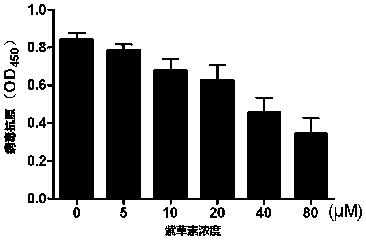 Application of shikonin to preparation of rotavirus infection resisting drugs