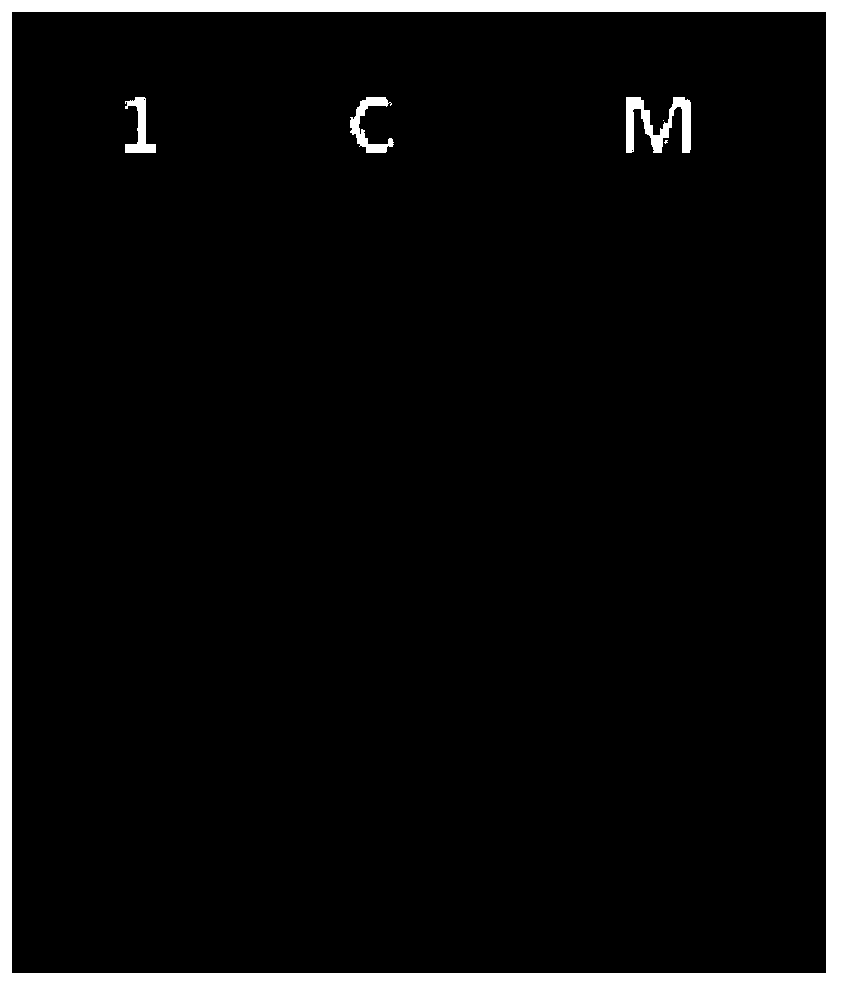 Magnetic bead enrichment technique based method for high-flux development of genome SSR markers