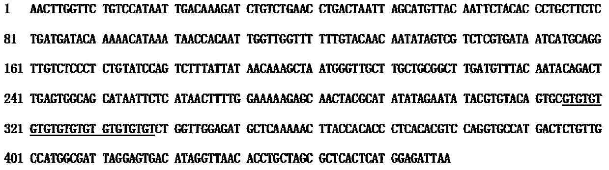 Magnetic bead enrichment technique based method for high-flux development of genome SSR markers