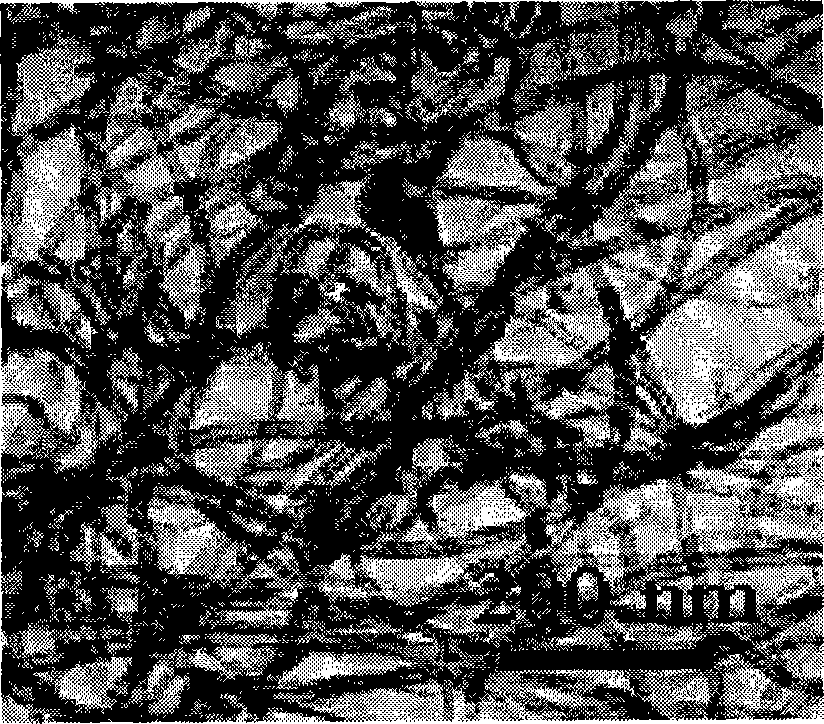 Method and device for producing carbon nano-tube or nitrogen doping carbon nano-tube with liquid phase forerunner article