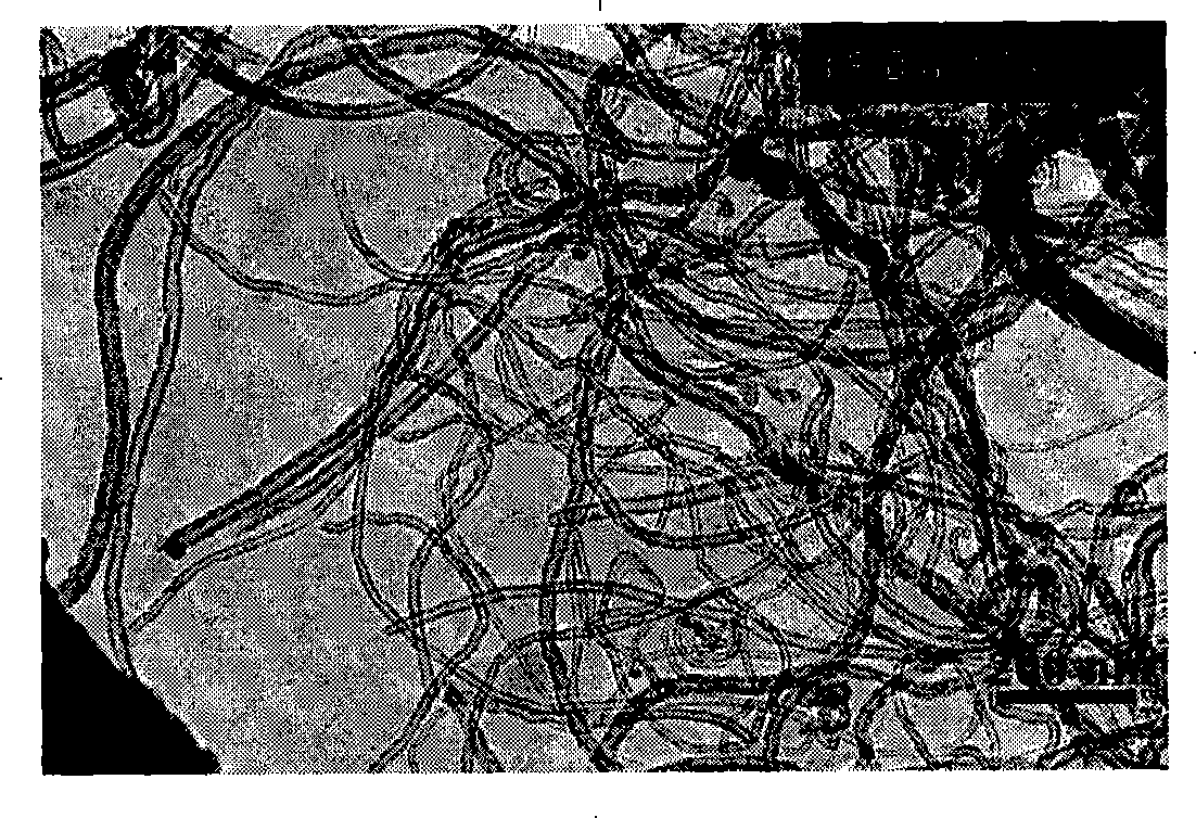 Method and device for producing carbon nano-tube or nitrogen doping carbon nano-tube with liquid phase forerunner article