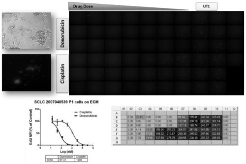 Method for testing proliferative response of drug to tumor cell derived from patient