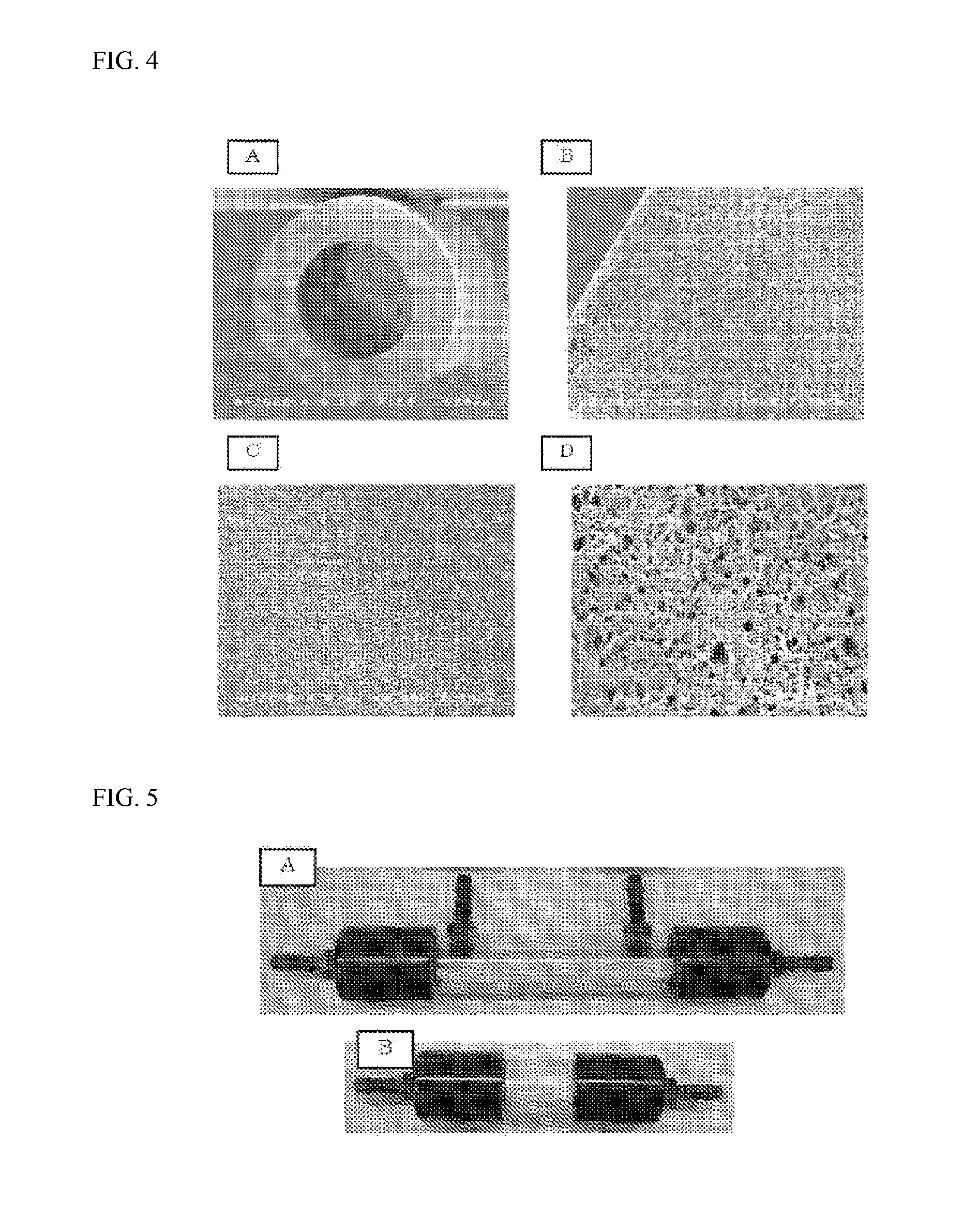 Porous polyamide hollow fiber membrane having very small pore diameter, and method for producing same